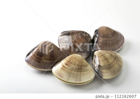 白バックのはまぐり 112162607