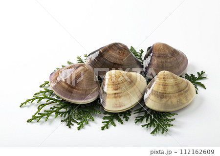 白バックのはまぐり 112162609