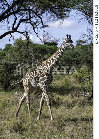Tanzania, Serengeti, Giraffe walking in the national park Tanzania, Serengeti, Giraffe walking in the national park 112162618