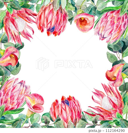 Protea frame watercolor. Hand drawn pink flowers with eucalyptus branches isolated on white background. Cards, wedding invitations, labels, covers. Protea frame watercolor. Hand drawn pink flowers with eucalyptus branches isolated on white background. Cards, wedding invitations, labels, covers. 112164290
