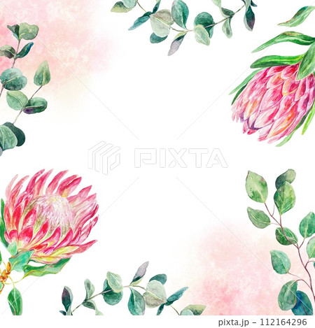 Protea watercolor frame, square. Hand drawn pink flowers, eucalyptus branches, spots isolated on white background. Cards, wedding invitations, labels. 112164296