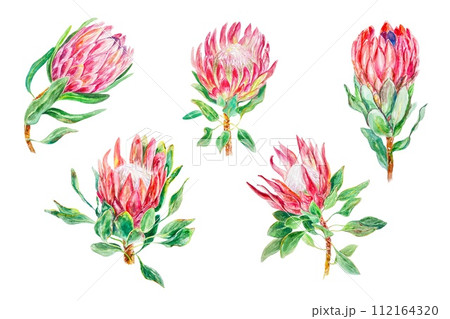 Protea watercolor set. Hand drawn illustration of flowers isolated on white background. Wedding invitations, cards, covers, wrapping paper, labels. 112164320
