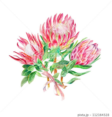Protea watercolor. Hand drawn bouquet of pink flowers isolated on white background. Design element for cards, packaging, covers, invitations, labels. 112164328