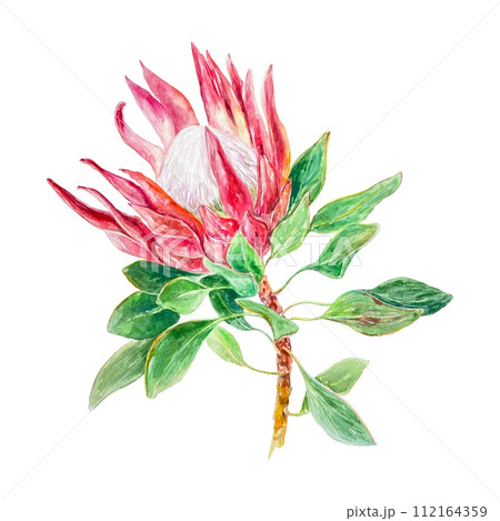 Protea watercolor, blooming. Hand drawn illustration of a pink flower isolated on a white background. Cards, wedding invitations, labels, covers. 112164359