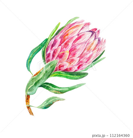 Protea watercolor, bud with green leaves. Hand drawn illustration of a pink flower isolated on a white background. Cards, invitations, labels, covers. 112164360