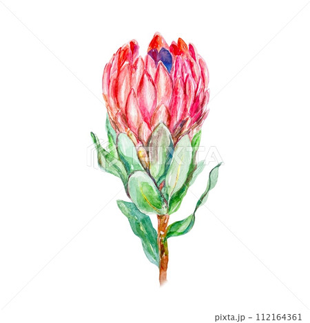 Protea watercolor, bud. Hand drawn illustration of a pink flower isolated on a white background. Design element for cards, invitations, labels, covers 112164361