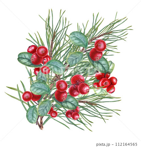 Pine Branches and Juicy red Cowberries. Forest swamp berries with evergreen twigs. Watercolor illustration isolated on white background. Lingonberry, cranberry. For the design of invitation, greetings 112164565