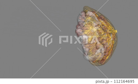 A lactiferous duct collects the milk from the lobules within each lobe and carries it to the nipple 112164695