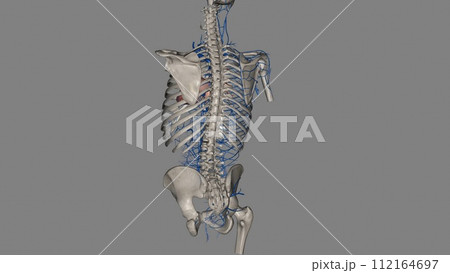 Trunk veins are those that are located in the trunk of the body, or that stem from this area and run into the arms 112164697