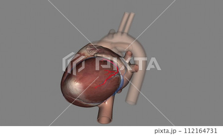 The circumflex branch of left coronary artery is a branch of the left coronary artery 112164731