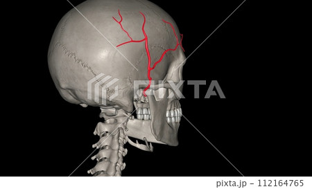 The superficial temporal artery is a terminal branch of your external carotid artery, which is in your neck 112164765