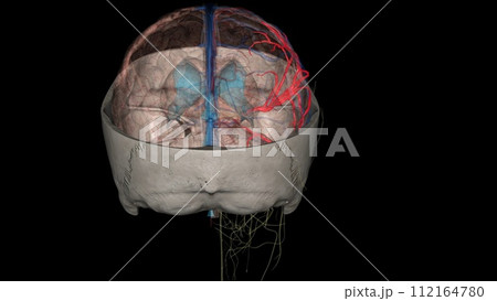 The middle cerebral artery (MCA) is a critical artery which has an extensive clinical significance 112164780
