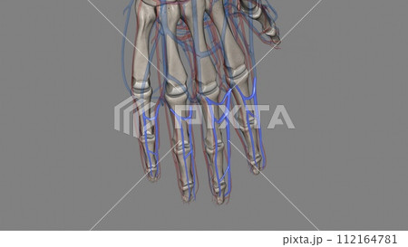 The common digital arteries are small vessels that come from the palmar arches and supply blood to the fingers 112164781