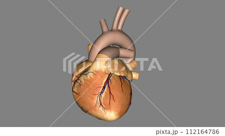 The heart is a muscular organ in most animals. This organ pumps blood through the blood vessels of the circulatory system 112164786