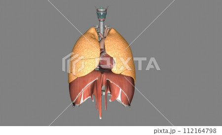 The function of the lung is to get oxygen from the air to the blood, performed by the alveoli 112164798