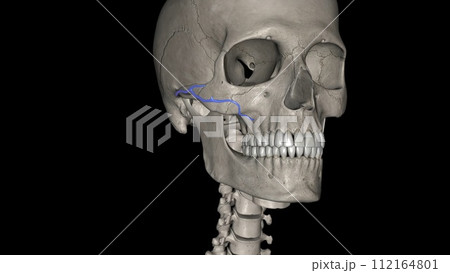 The transverse facial artery is an artery that branches from the superficial temporal artery and runs across the face 112164801