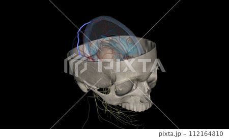 Superior anastomotic vein of trolard 112164810