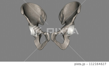 The hip is the area on each side of the pelvis 112164827