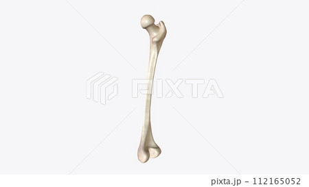 The periosteum is a membrane that covers the outer surface of all bones, except at the articular surfaces 112165052