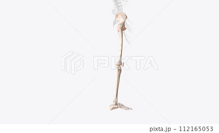 Bones of right Iower limb 112165053