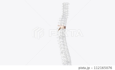 The T4 vertebra is the fourth thoracic vertebra that makes up the middle segment of spinal column of the human body The T4 vertebra is the fourth thoracic vertebra that makes up the middle segment of spinal column of the human body 112165076
