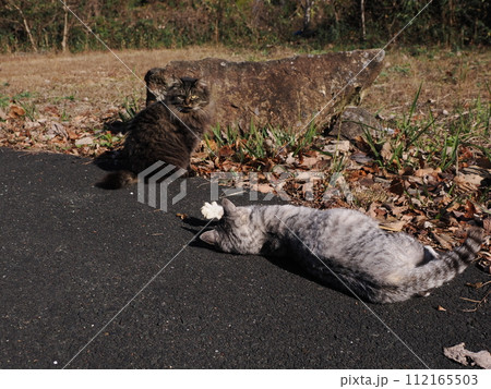 お腹がいっぱいで満足顔のネコ 112165503