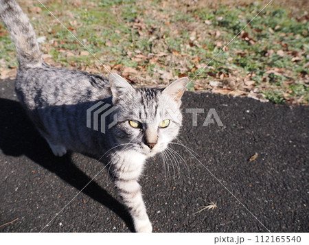 お腹がいっぱいで満足顔のネコ 112165540