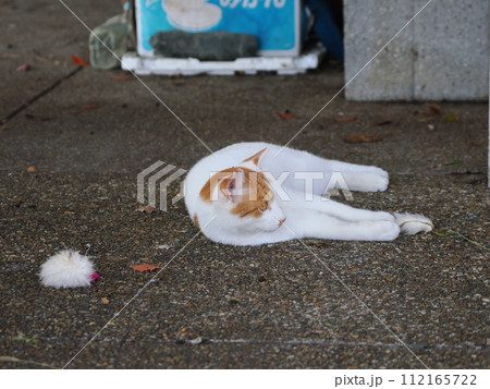 壊れたおもちゃで一人遊びするネコ 壊れたおもちゃで一人遊びするネコ 112165722