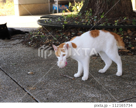 壊れたおもちゃで一人遊びするネコ 壊れたおもちゃで一人遊びするネコ 112165734
