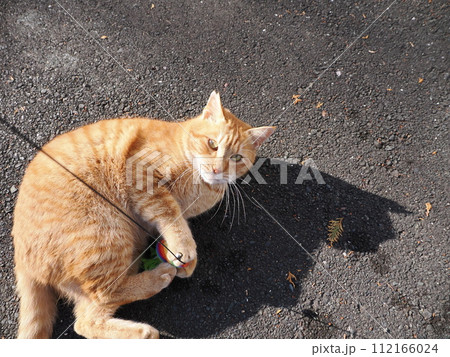 準備体操して遊ぶネコ 準備体操して遊ぶネコ 112166024