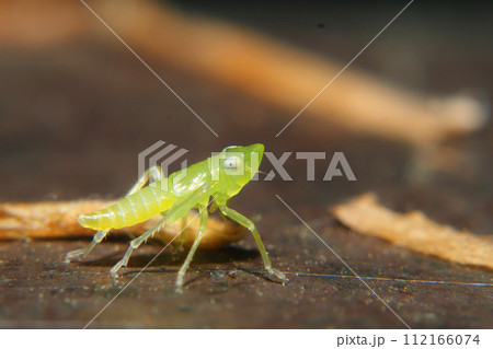 ツマグロオオヨコバイの幼虫 112166074