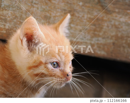 毛がボーボーで可愛い子猫 112166166