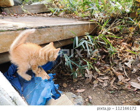 毛がボーボーで可愛い子猫 毛がボーボーで可愛い子猫 112166172