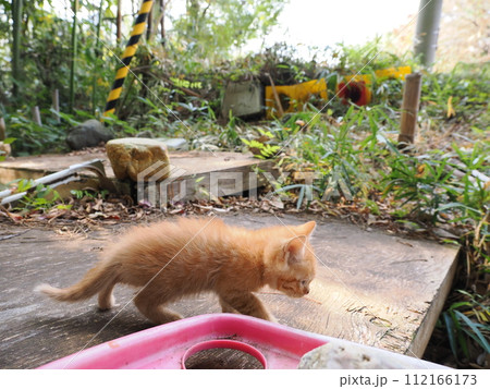 毛がボーボーで可愛い子猫 毛がボーボーで可愛い子猫 112166173