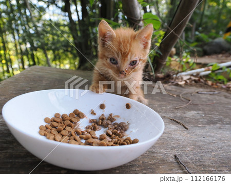 毛がボーボーで可愛い子猫 毛がボーボーで可愛い子猫 112166176