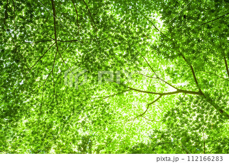 新緑イメージ・モミジの天井 112166283