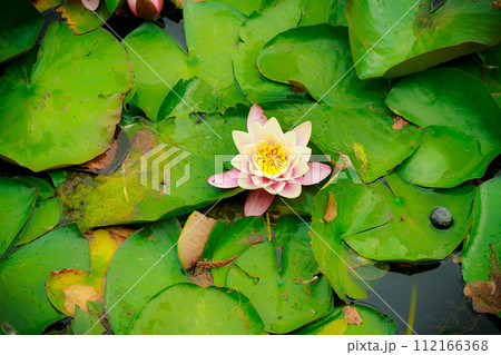 closeup of water lily in pond. garden white pink flowers closeup of water lily in pond. garden white pink flowers 112166368