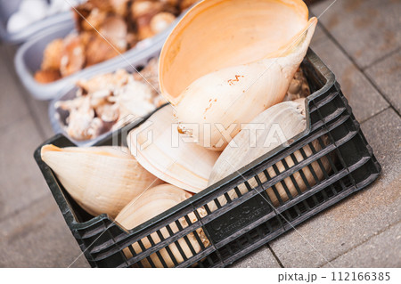 Detailed close up of shells 112166385