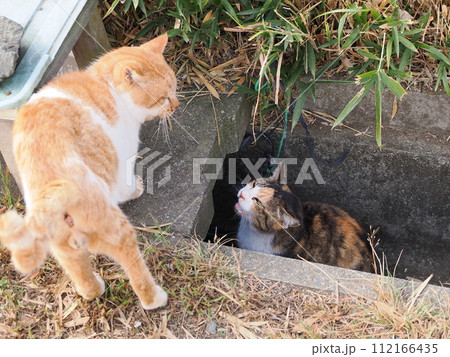 食事中に邪魔される三毛猫 112166435