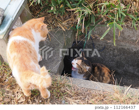 食事中に邪魔される三毛猫 食事中に邪魔される三毛猫 112166437