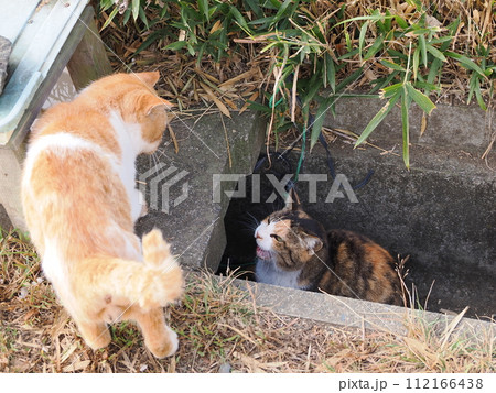 食事中に邪魔される三毛猫 112166438