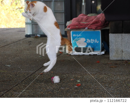 無邪気に遊ぶネコの可愛い表情 無邪気に遊ぶネコの可愛い表情 112166722