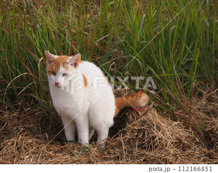 草むらで遊ぶ猫がウンチする 112166851