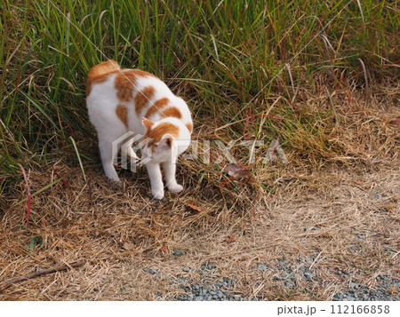 草むらで遊ぶ猫がウンチする 草むらで遊ぶ猫がウンチする 112166858