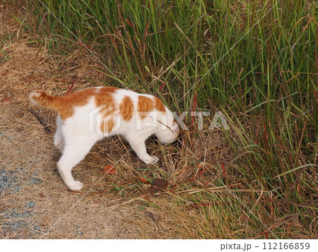 草むらで遊ぶ猫がウンチする 草むらで遊ぶ猫がウンチする 112166859