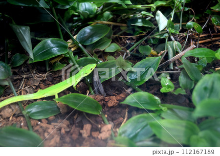 トカゲ 112167189