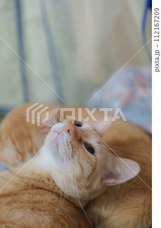 ペルシャ猫 ネコ ペルシャネコ 112167209