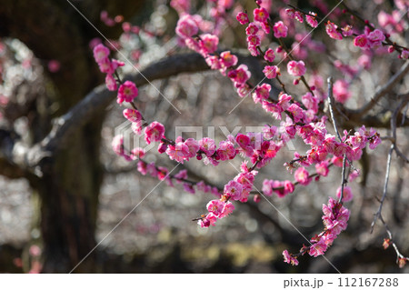 咲き始めた紅梅　群馬県箕郷梅林 112167288