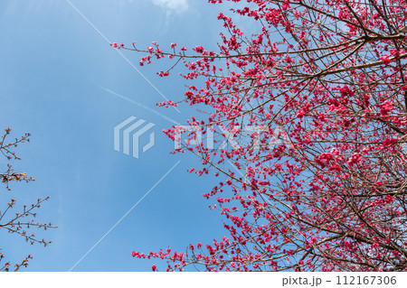 青空に映える紅梅　群馬県箕郷梅林 112167306