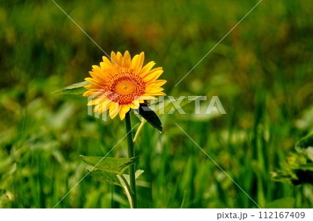 一輪のヒマワリ 112167409